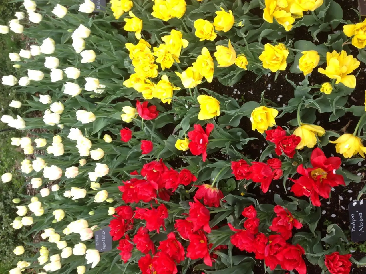 Top 10 Low-Maintenance, Evergreen Plant Species for Continuous Ground Cover Throughout the Year