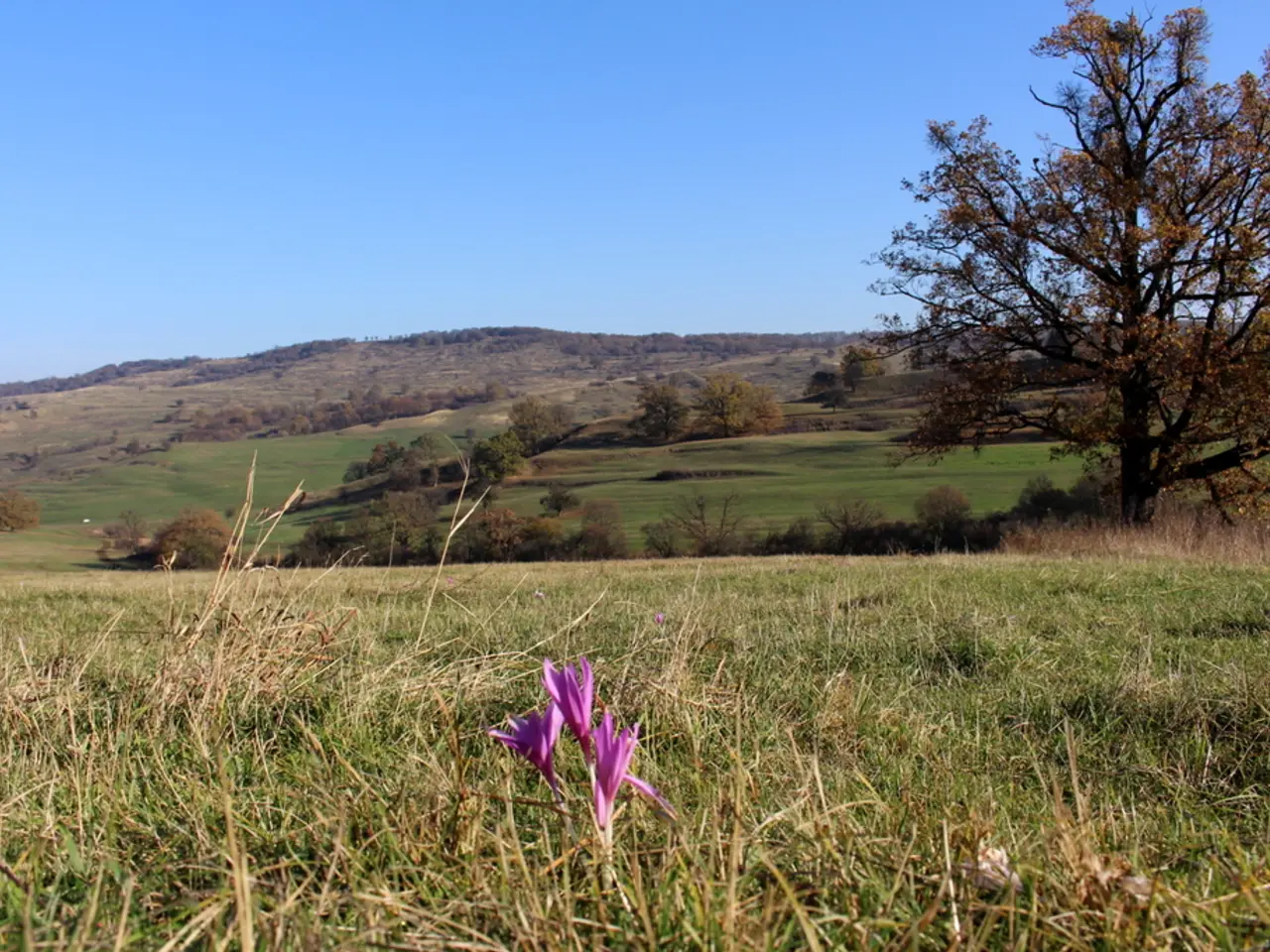 Plant Specialists Assert That Agastache 'Peach Pearl' Is a Suitable Counterpart for These Specific...