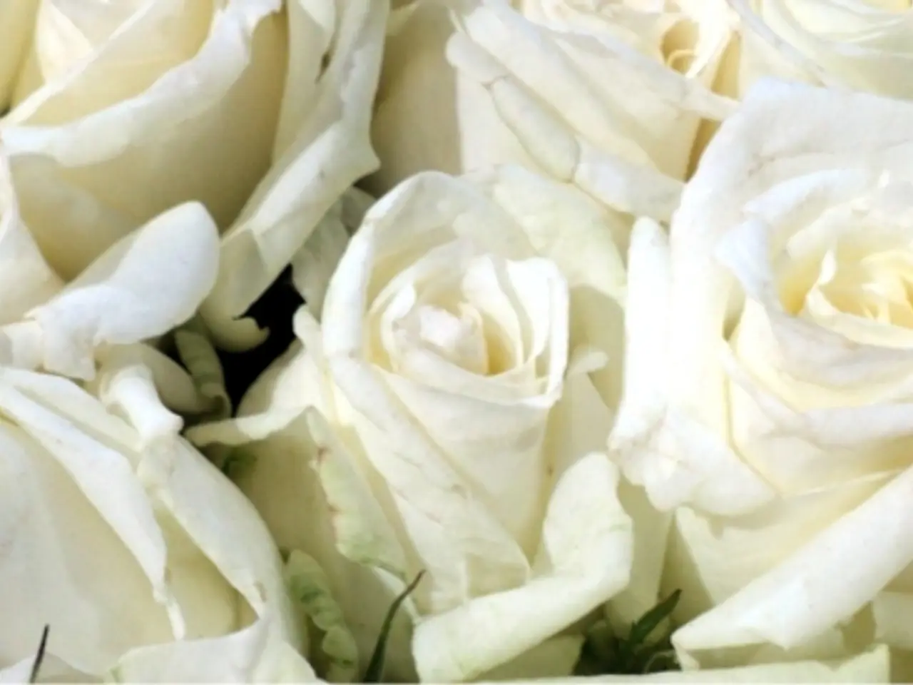 Rapid drooping of roses from the plant: Understanding the causes and offering tips for extending...