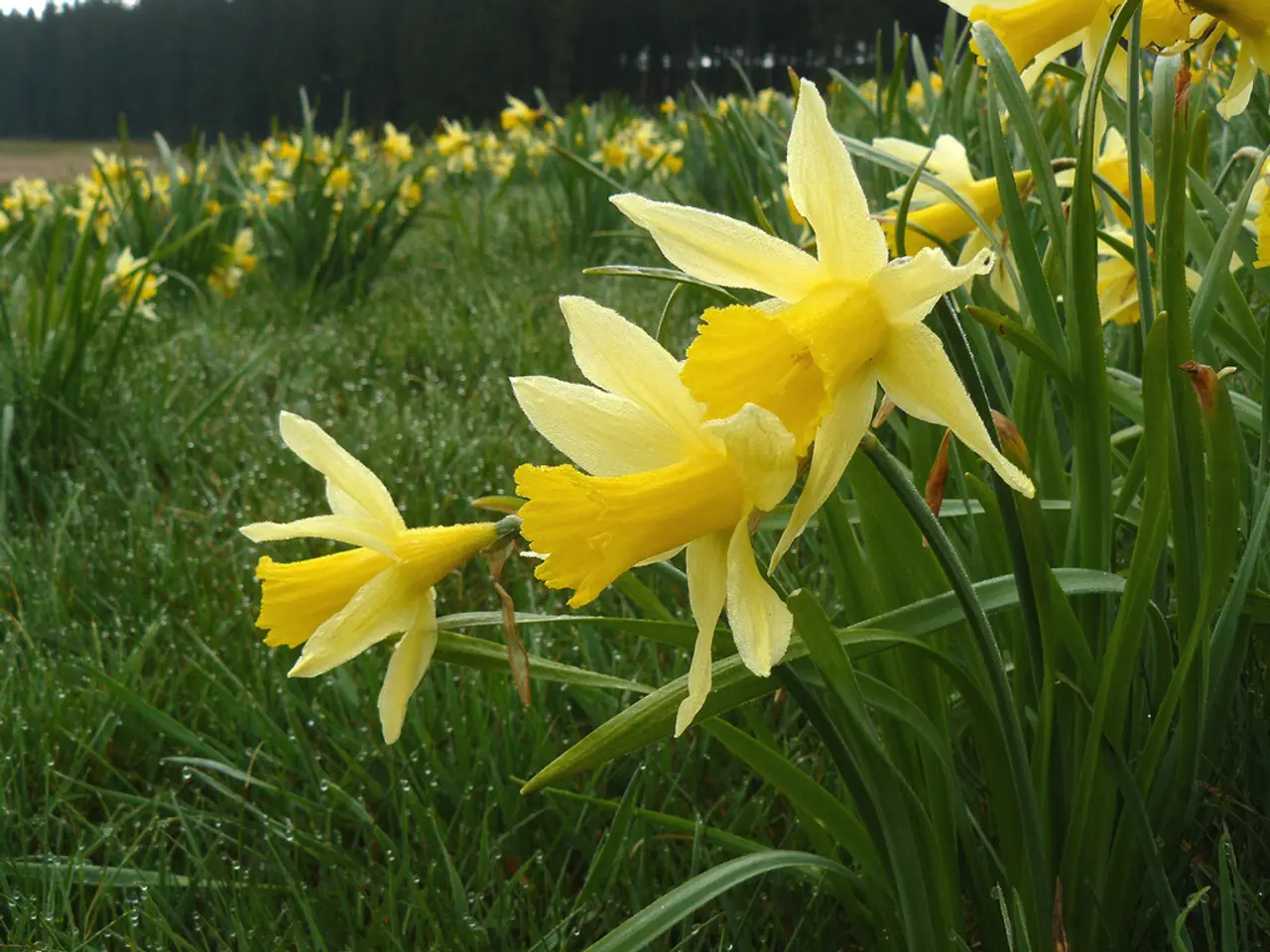 Tasks to Delight in for Winter Gardening: February Edition