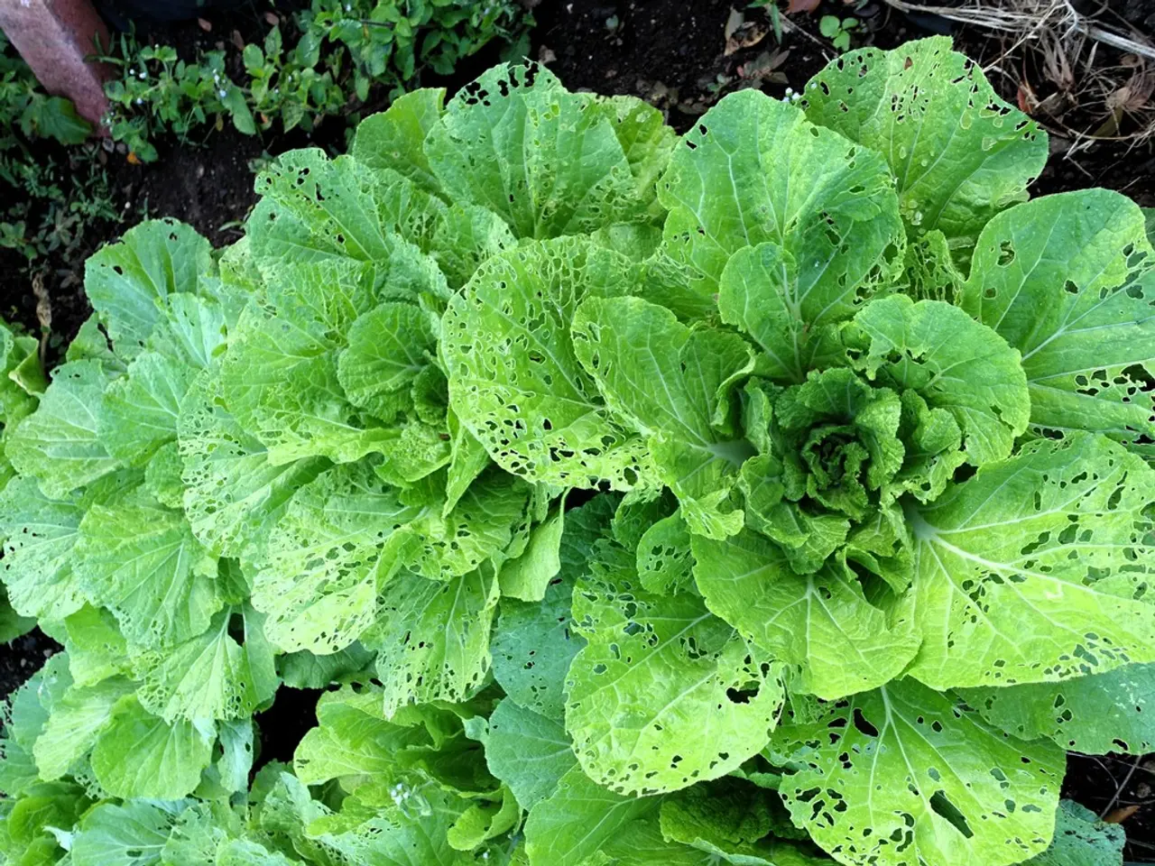 Organic hair care products spotlight wheat protein as their secret component