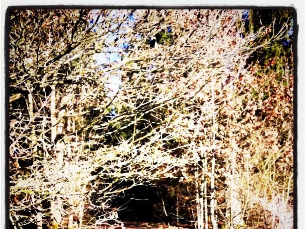 Trees exchange signals through an intricate underground network known as the wood-wide web.