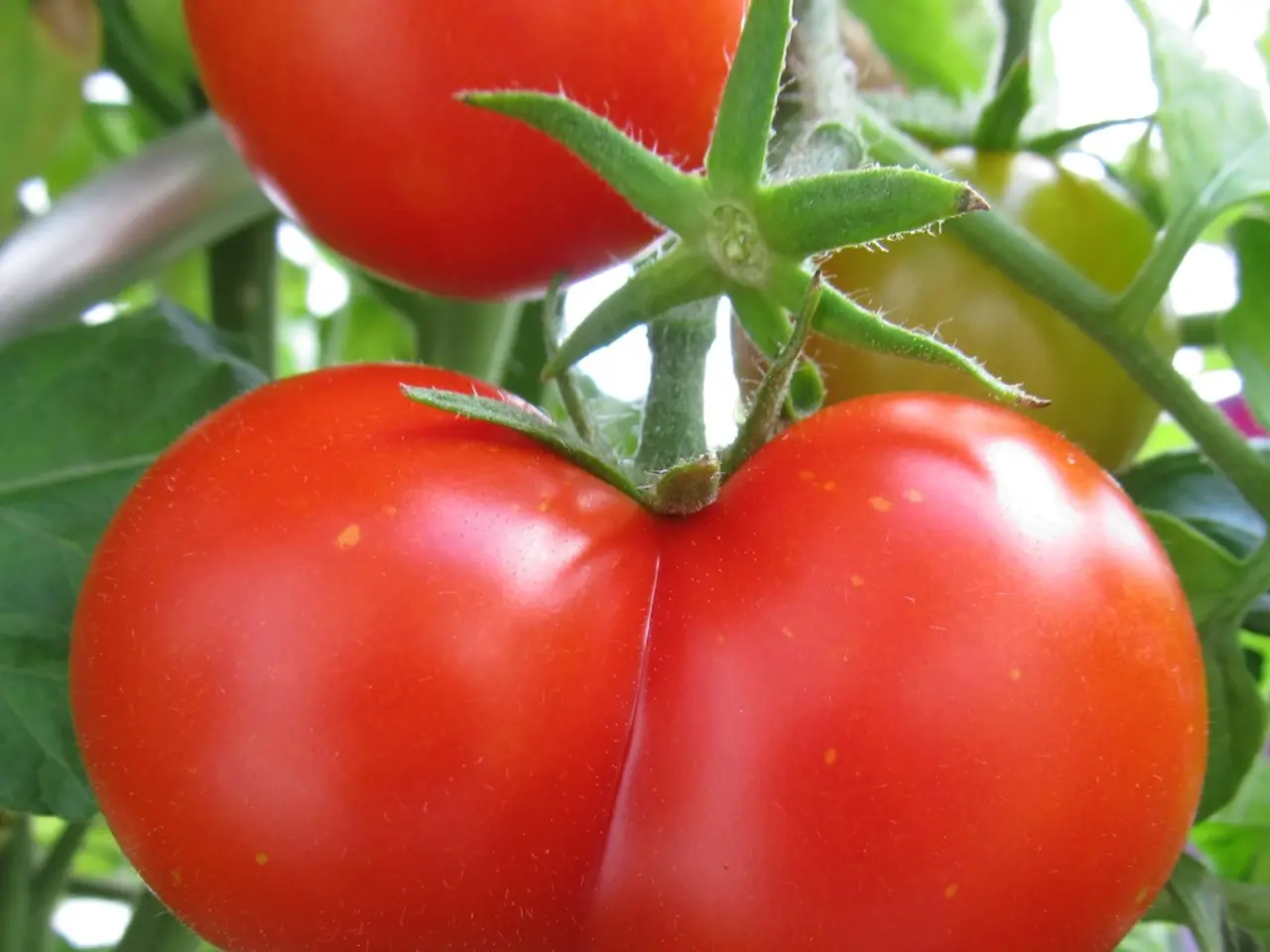 Optimal Fertilizer for Ripe Tomatoes: Aid for Growing the Best Tomatoes You've Ever Tasted