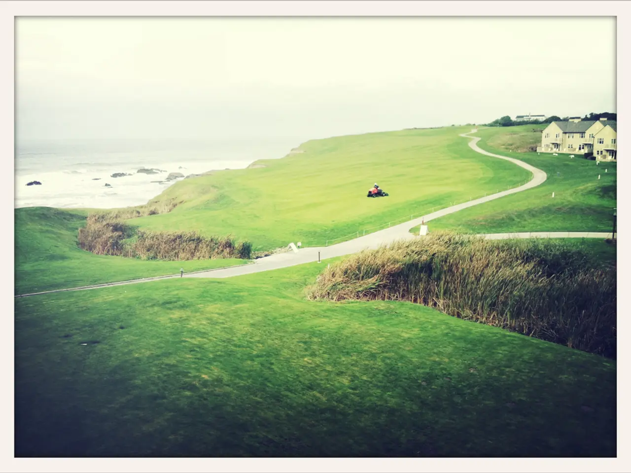 Mastering Russian Thistle: Explore Strategies for Tumbleweed Management