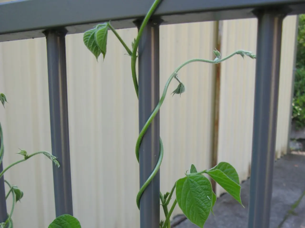 Eliminating Chinese Privet: Guide to Destroying Chinese Privet Shrubs