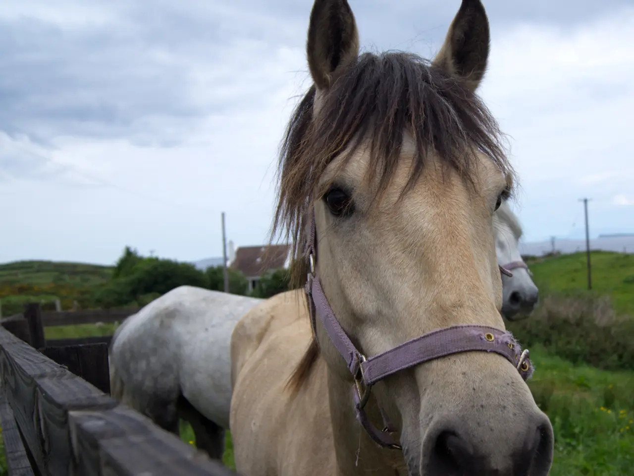 Inside Residences: Equines Entering Living Spaces