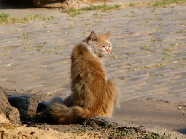 Protecting Your Vegetable Garden from Cat Invasion: Tips and Tricks