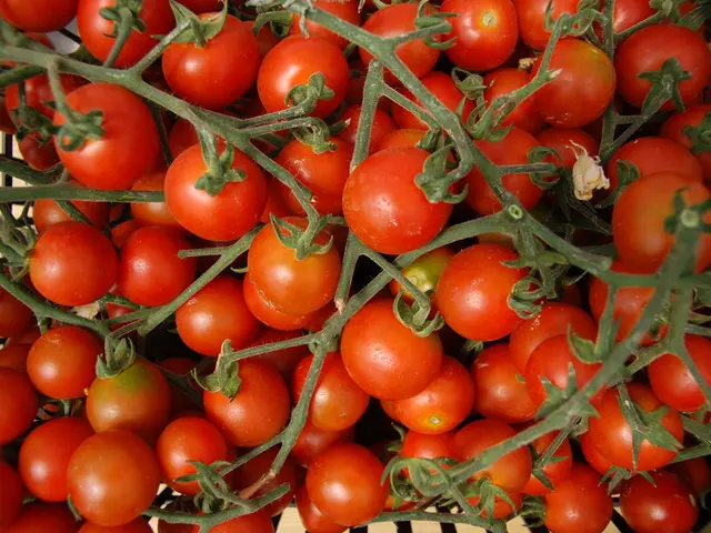 Can Tomatoes Still Be Planted in June According to a Growing Specialist? Insights Provided on...