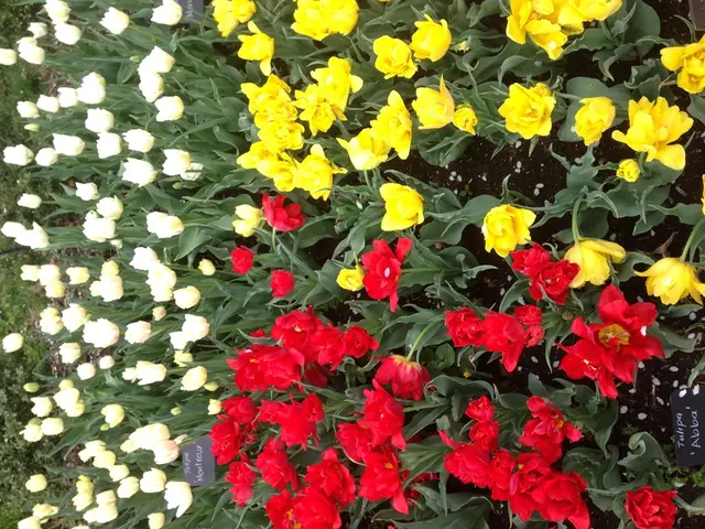 Top 10 Low-Maintenance, Evergreen Plant Species for Continuous Ground Cover Throughout the Year