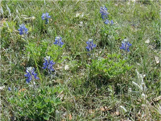 Self-Sustaining Greenery: Perennials That Require Minimal Maintenance Throughout the Year