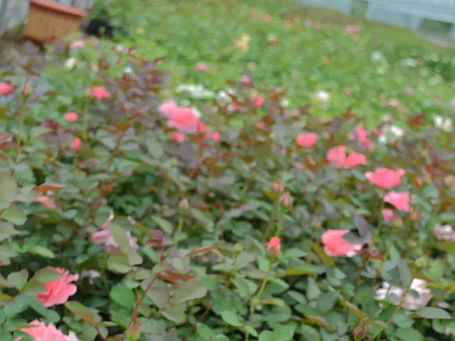 Catherine, Princess of Wales honored with new rose variety naming