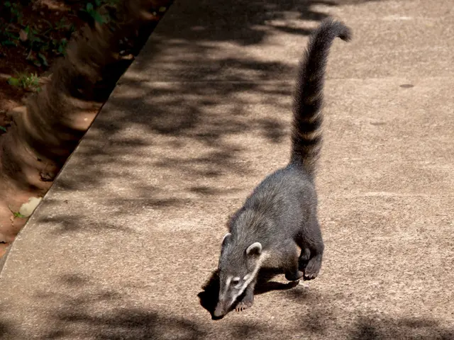 Empty pea pods: Understanding the reasons behind lack of peas in your pods