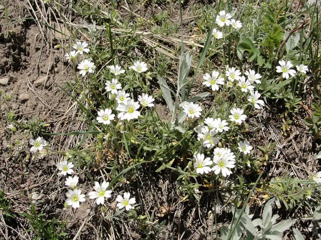 Removing Persistent White-Flowering Weeds from Lawns: Identifying Common Culprits and Expert...