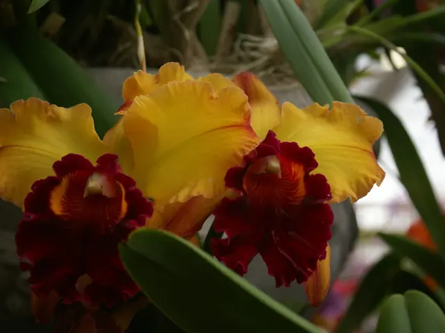 Top-Performing Blossoms for Container Gardening Under Full sunlight