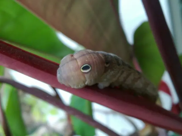 Caterpillar returns, posing threat to your hedges: learn effective strategies to manage it