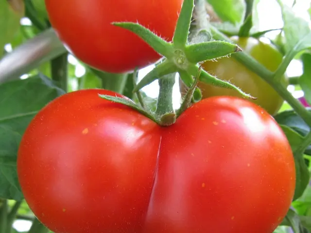 Strategies for Yielding a Lush Tomato Harvest