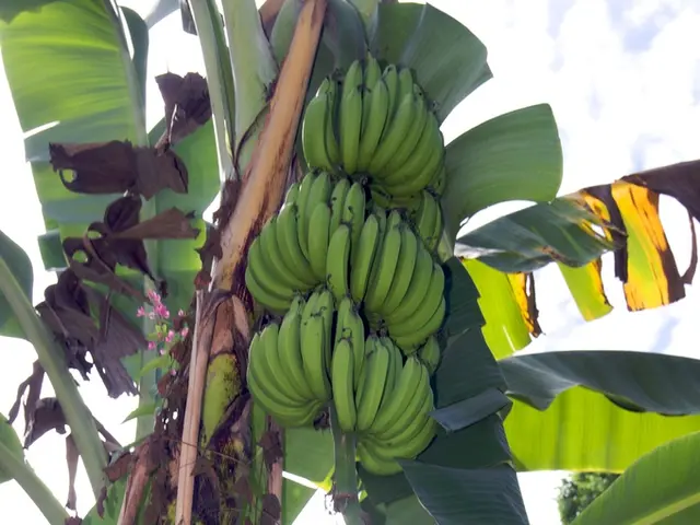 Using M issues Bananas? Transform Them into Garden Benefits: 3 Innovative Methods