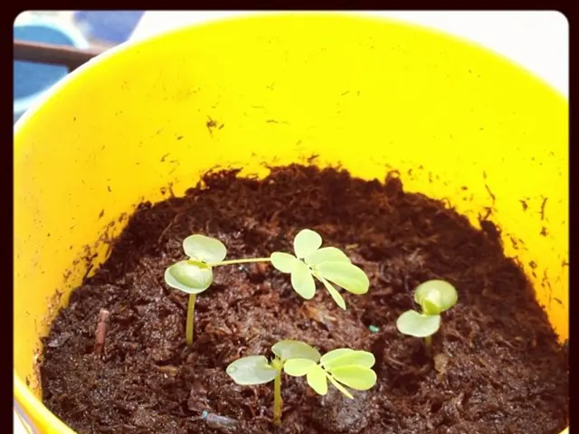 The Use of 16-16-16 Fertilizer: Guide for Application