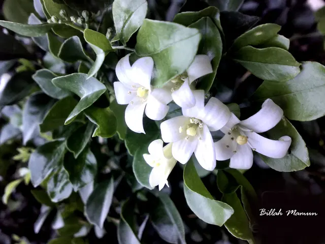 Giant Himalayan Cow parsnip identified and named