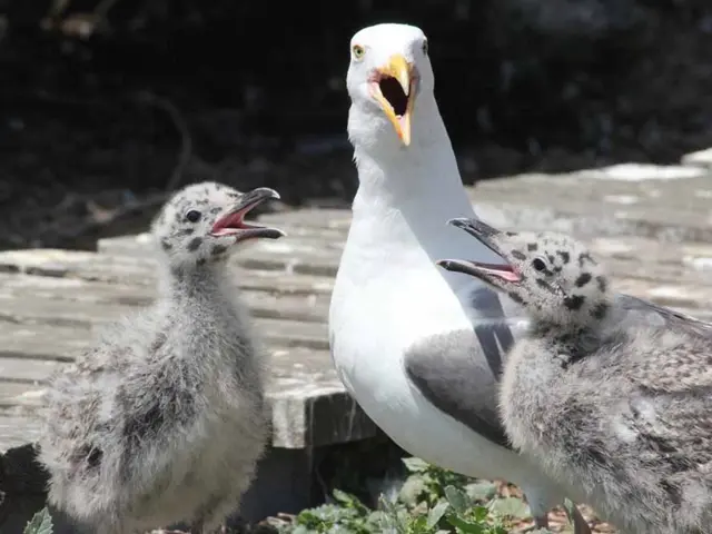 Exploring the Charm of Native Sparrows and Blooms in Our Neighborhoods
