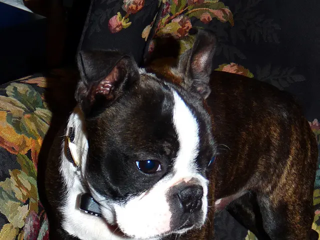 Over 120 Sizzling Hot Spanish Names for Your Canine Companion, Curated by Lauren Krouse