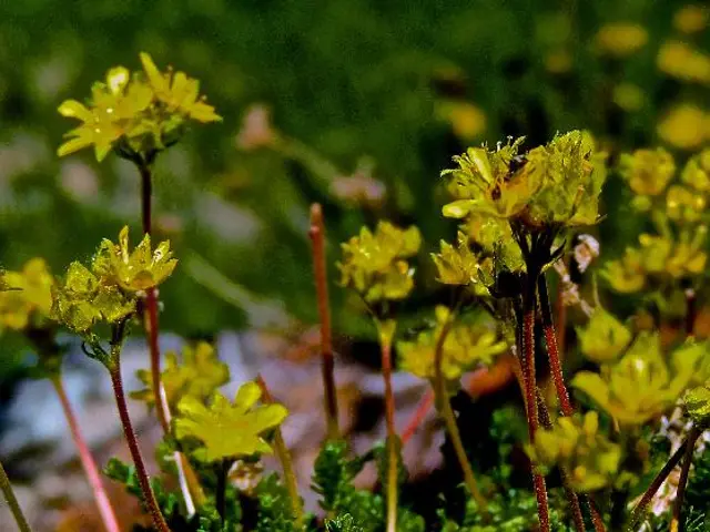 Rare, colorful snowdrops fetch high prices in the market