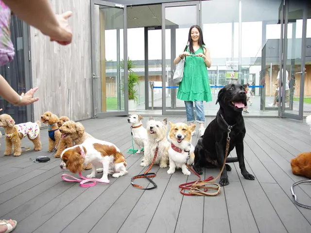 Essential Dog and Owner Equipment: Unveil the Comprehensive Handbook!