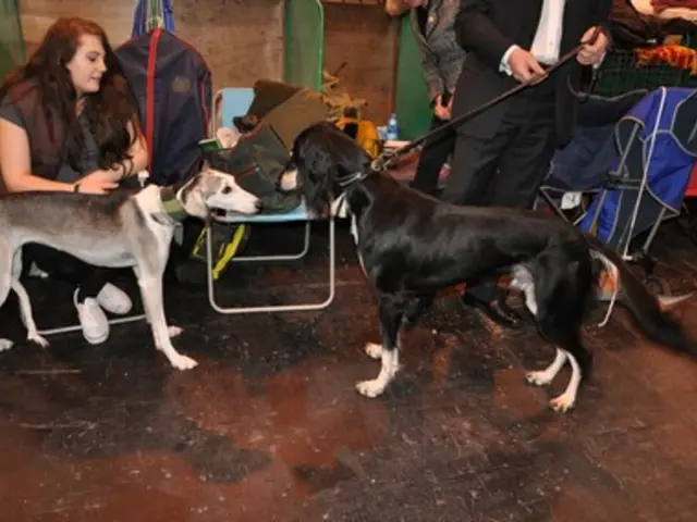 Updated Airline Travel Regulations for Dog Owners in Italy: Key Points Explained