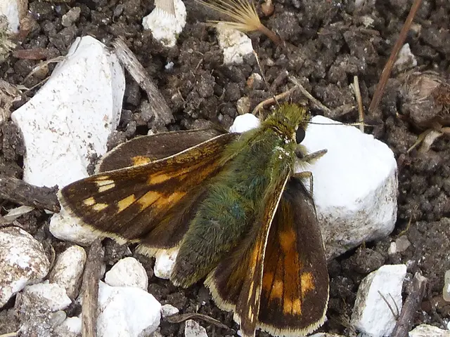 Guide to Decorating Homes with Various Pebble Stones