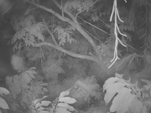 Gardener Shares Expertise: Owns a Forest, Reveals Top 5 Preferred Tall Trees