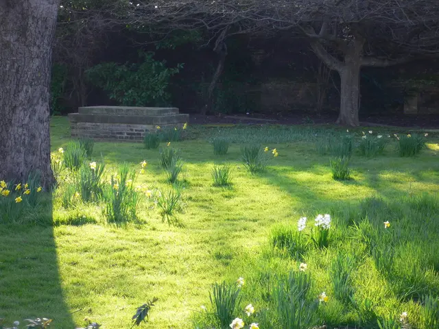 Britain's Top Rhododendron and Azalea Blooming Spots