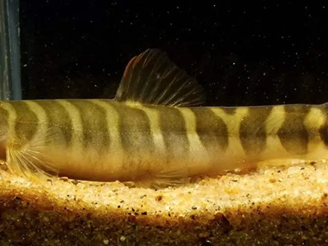 Comprehensive Guide on the Varieties and Applications of Seiryu Stone Landscaping