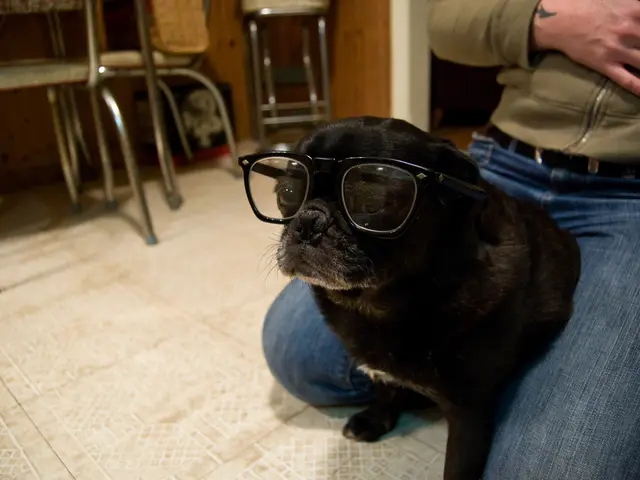 Exploring Varieties of Feline Harnesses and Guidelines for Optimal Selection