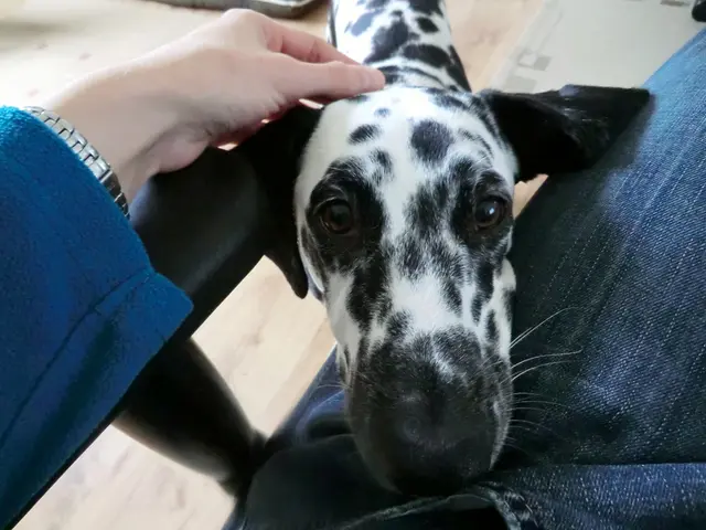 Strategies to Prevent Your Dog from Leaping onto You When You Sit, as Suggested by a Canine...