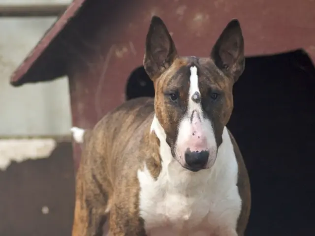 Four advantages of supervising your dog while they're independently at home detailed by the trainer