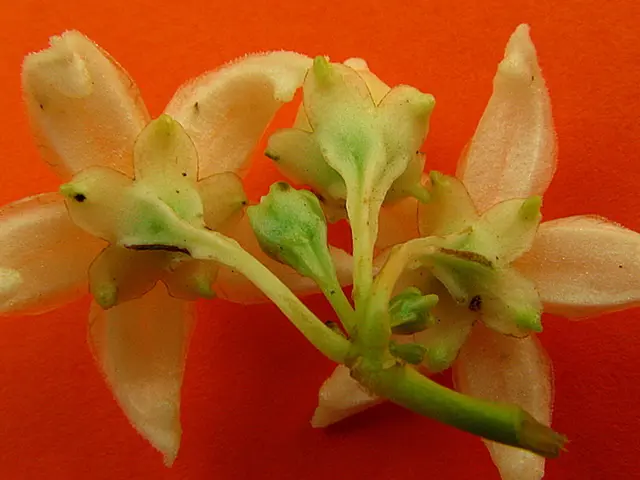 Achieve Vibrant White Blossoms: Top 12 White Flowers Ideal for Your Garden