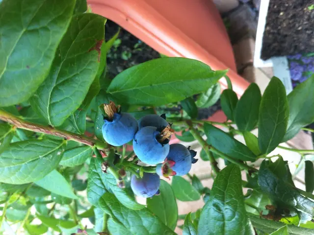 Best Time to Fertilize Blueberry Plants: Ideal Moment for Robust Development