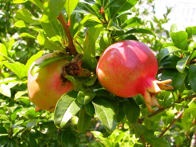 Nurturing and Maintaining Pomegranate Bonsai: A Comprehensive Guide