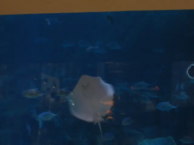 Anticipating the Inevitable - Readying Your Aquarium Setup for Potential Malfunctions