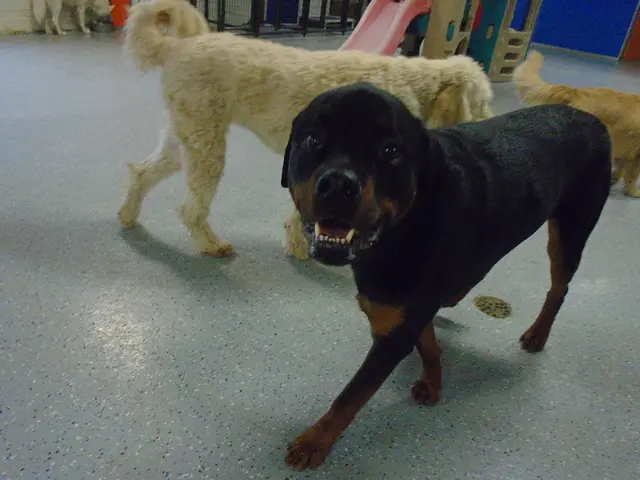 Adoption Center Final Destination: Numerous Canines Remain Unadopted in Karlsruhe