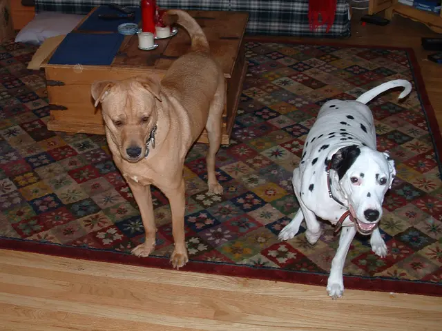 Strategies for Removing Canine Urine Stains from Bean Bags