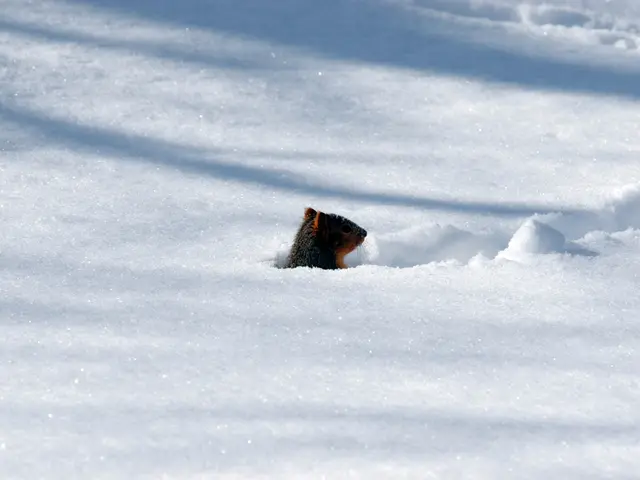 Strategies for Composting during Cold weather