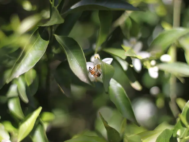 Magazine's Attention: Request for Showcase in the National Beekeeping Review - APINSIEME