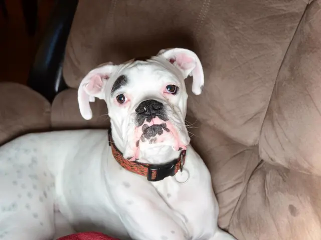 Removing Urine Stains from Microfiber Couches: A Handbook for Pet Owners