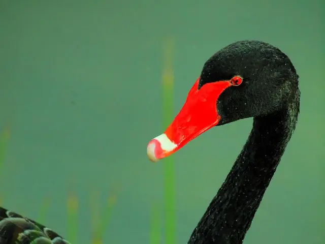 Safe Approaches for Creating Artwork that Safeguards Aviary Species