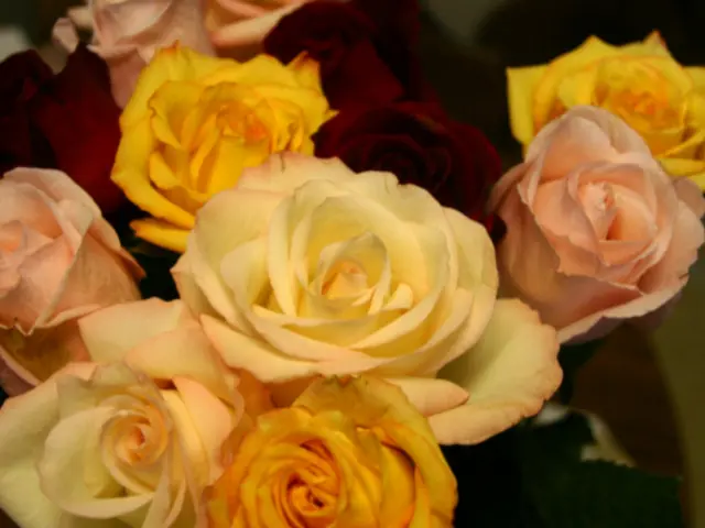 Ultimate Guide and Myth Debunking on Roses: Unveiling 49 Spectacular Varieties to Cultivate