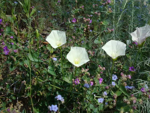 Transform your backyard into a haven for wildflowers using these seed bombs, perfect for your...