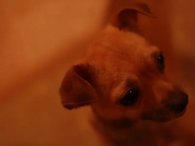 Rescued Canine's Journey: Animal Shelter Hopes Tale of Dog Saved from Texas Flood Remains Debris...