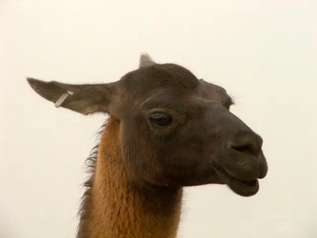 Question: Efficacy of Apple Cider Vinegar in Treating Ear Infections