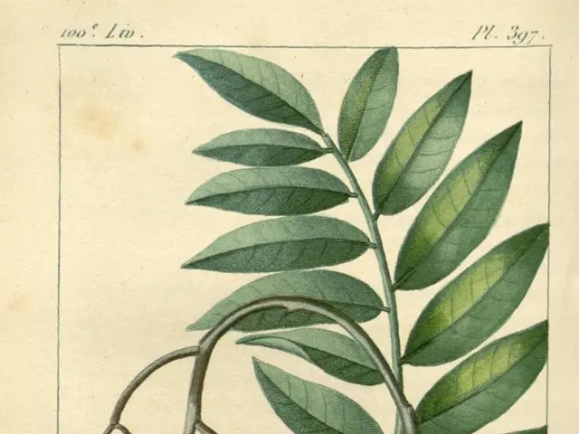 Cultivating a Fruit Orchard: Detailed Guide for Each Stage